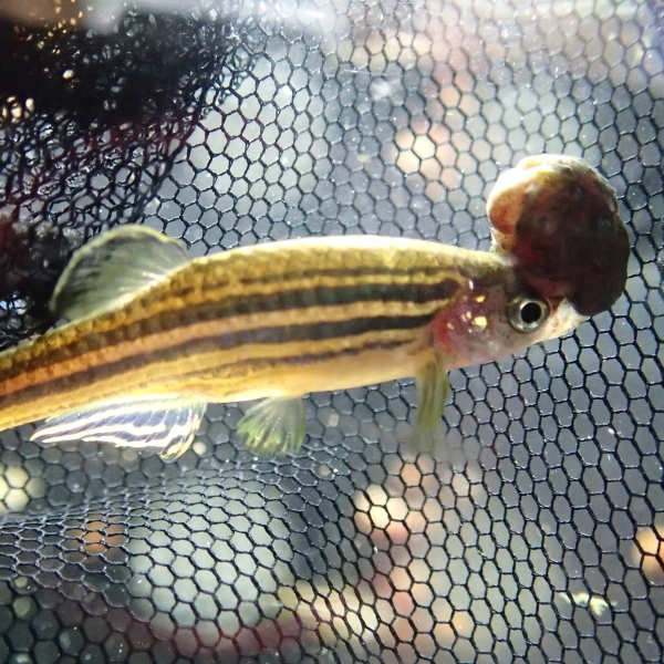 Zebrafish (Danio rerio)